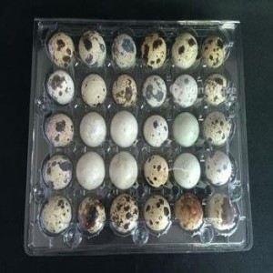 Oeuf de caille 30