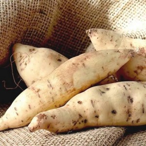 Patate douce blanche