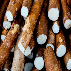 Manioc kg