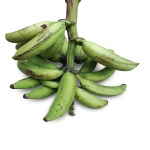 Régime de banane plantain