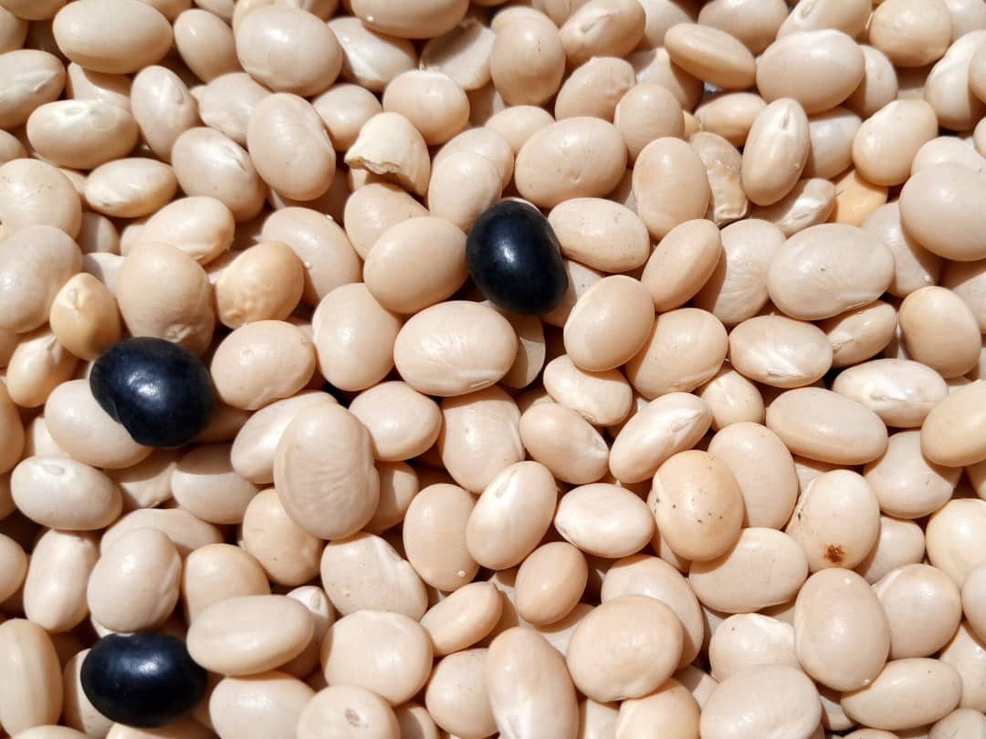 cassoulet kg