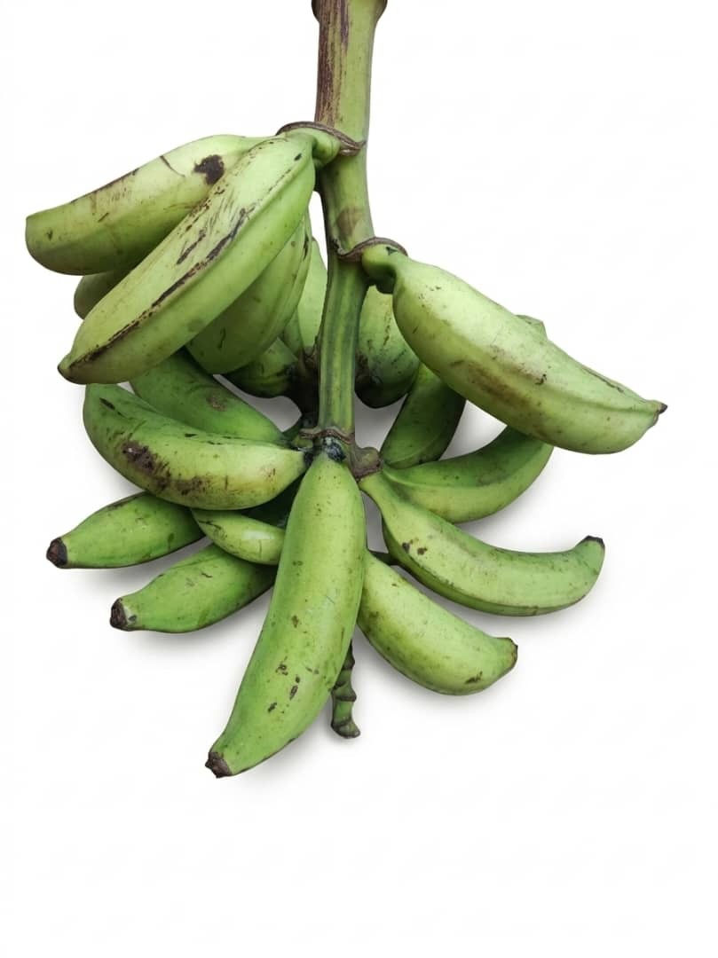 Régime de banane plantain